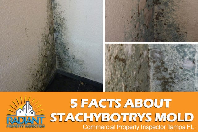 5 Facts About Stachybotrys Mold
